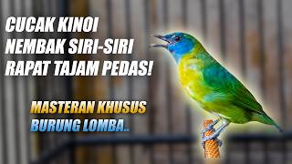 Download lagu MASTERAN CUCAK KINOI GACOR FULL ISIAN   TEMBAKAN SIRI SIRI KECIL NEMBAK RAPAT TAJAM PEDAS JERNIH mp3