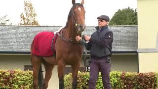 Investec Derby: Saxon Warrior