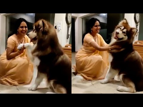 Singer Sunitha Cute Moments With A Dog | Singer Sunitha Latest Video | Filmyfocus.com