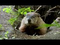 Groundhog Day (2015 HD) - YouTube
