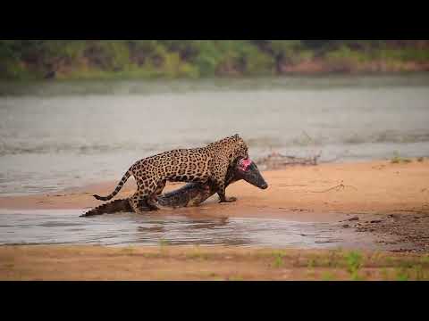 Onça-pintada caçando jacaré (Cena épica) / Jaguar killing a caiman (Epic day)