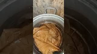 Download lagu rebus air Ketapang untuk ikan cupang mp3