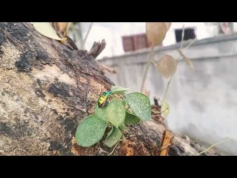 identification of insect || Fly on Shisham tree ||