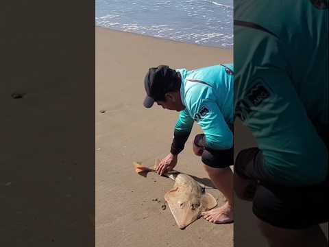 PEZ GUITARRA CON DEVOLUCIÓN EN VILLA GESELL