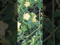 4 o'clock Flowers