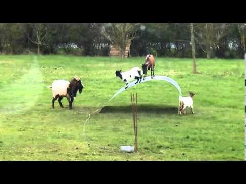 Chèvres en équilibre   goats balancing on a flexible steel ribbon || Cabras equilibristas
