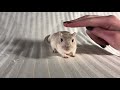 Gerbil Commercial