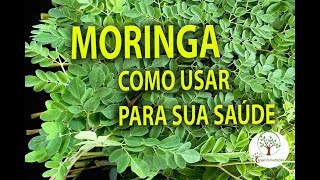 A MORINGA, um tesouro ao
alcance da mão