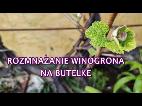 , title : 'WINOGRONO ROZMNAŻANIE. Rozmnażanie winogrona metoda na butelkę. WINOGRONO UPRAWA.  | www.Kasia.in'