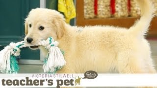 Puppy Mouthing (Training Basics) | Teacher's Pet With Victoria Stilwell