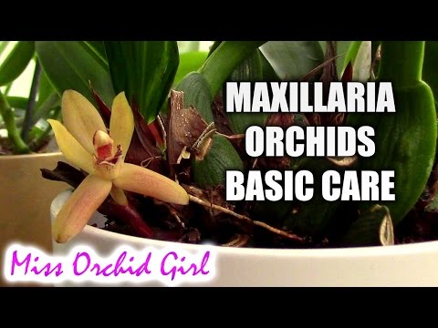 , title : 'Maxillaria Orchids basic care'