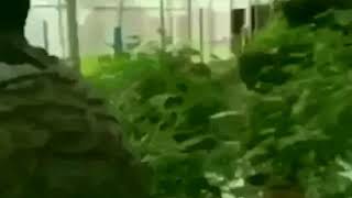 Inside of Money Man Million Dollar Marijuana Grow house in Colorado