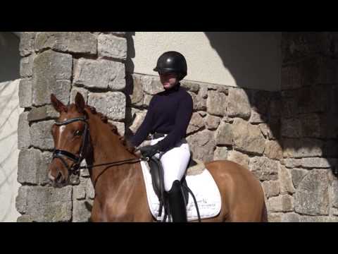 DAHLIA  4j. Fuchsstute v. Power Junior - Don Carlos