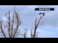 Eagle Landing Next To Mate
