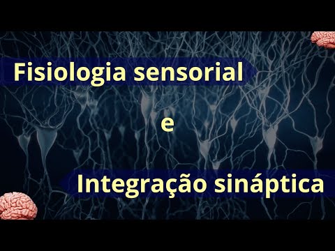 Sistema sensorial e integração sináptica