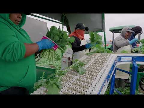 D'Arrigo California Ag Tech Video