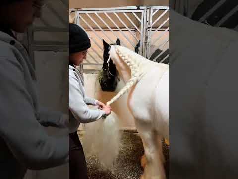 , title : 'Our Tinker Johan😍 #cavalluna #pferde #pferdeshow #backstage #horse #tinker #braiding #mähne'