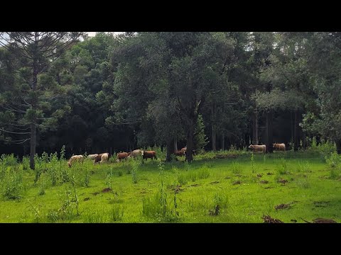 Sítio à venda em Anita Garibaldi/SC. 🌳🐂
