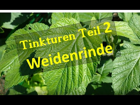 Weidentinktur selber machen Weidenrinde ernten trocken oder zu Tinktur verarbeiten