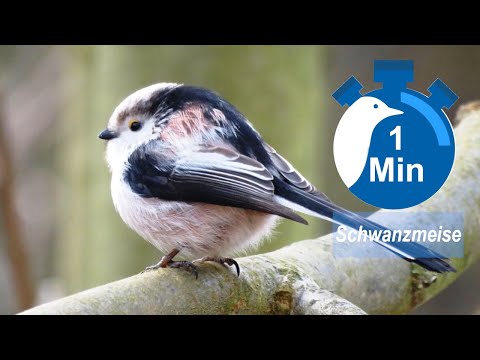 Ein Vogel, eine Minute - Schwanzmeise