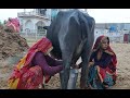 Buffalo Milking By Hand Daily Village Life Journey