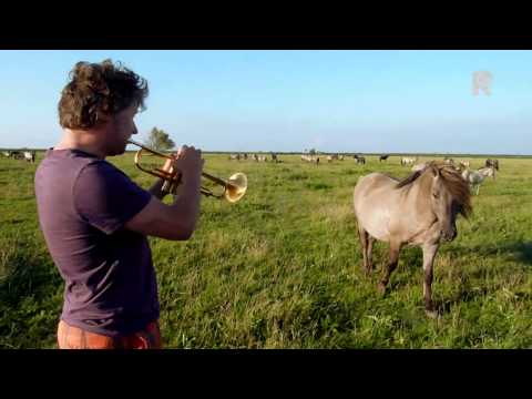 Trompettist Eric Vloeimans speelt tussen tientallen paarden