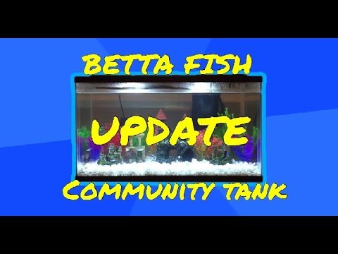 Betta Fish Community Tank UPDATE!