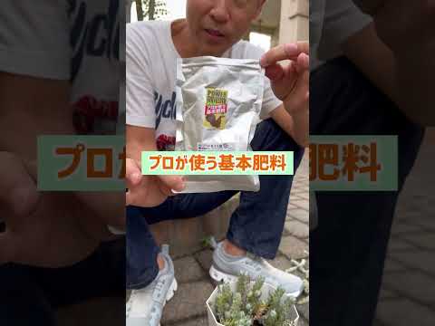 園芸 夏の間は蘭を持ち出してください