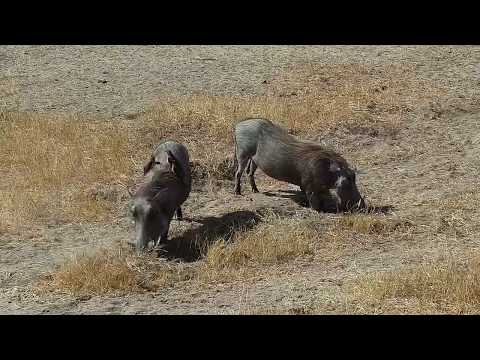 Djuma: Warthogs-two adults - 07/13/19