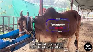 What is loT Based Livestock Monitoring System？