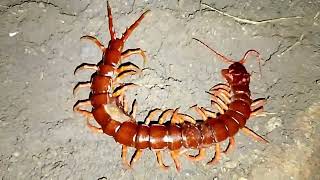 Phát hiện con dệt cực to là đây