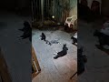 Family Of Tuxedo Cats Finally Chillin After Fighting All Night Long