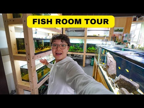My Fish Room Tour 2024!!