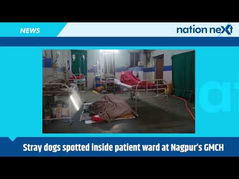 Stray dogs spotted inside patient ward at Nagpur’s GMCH