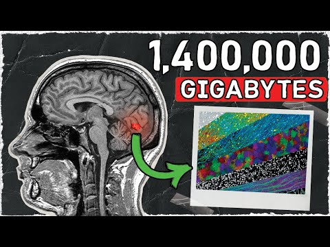 This is the Highest Resolution Brain Model EVER