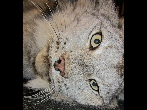 Max Canada Lynx Loves His Human