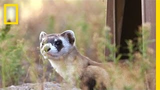 Releasing Ferrets Into Their Prairie Home | National Geographic