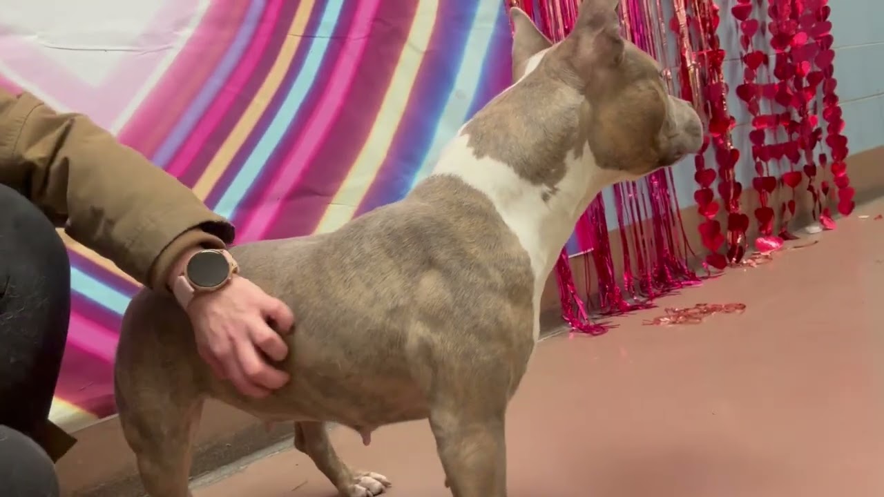 Bride, a ADOPTABLE Pit Bull Terrier in Chicago, IL video 5/5