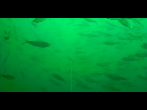 2020 06 17 Promenade Baitfish