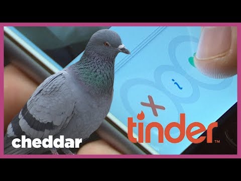 Tinder's Swiping Was Inspired By Pigeons