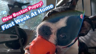 First Week With A Boston Terrier Puppy! What To Expect
