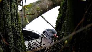 Common Wood Pigeons Building Nest / Keršuliai suka lizdą