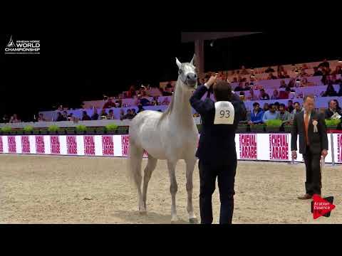 N.93 JAAL AL JASSIMYA - Paris 2017 - Junior Colts (Class CM5A)