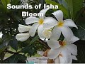Sounds Of Isha Bloom