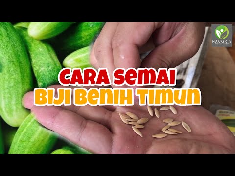 , title : 'CARA SEMAI BIJI BENIH TIMUN GUNA PEATMOSS'