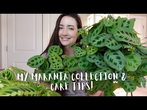 My complete Maranta Collection and Care tips! | How I keep my Marantas happy!
