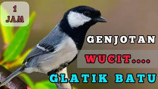 Download lagu Masteran suara burung GELATIK BATU wucit ngerol 1 jam mp3