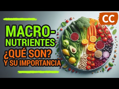 MACRONUTRIENTES ¿Qué son? Y su importancia | Ciencia de la Comida