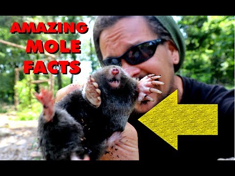AMAZING MOLE FACTS