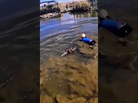 Lady jumps in the pond to catch crocodile. #viral #shorts #dangerous #corcodile